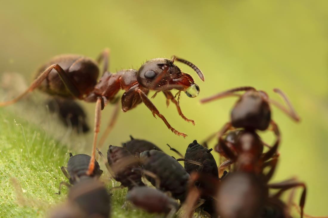 Black Ant with Aphids 6